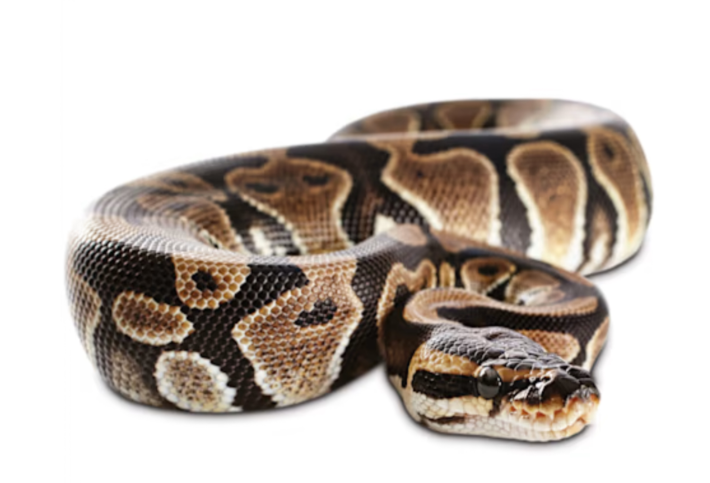 Hctawtrams artlu 3202 sunork