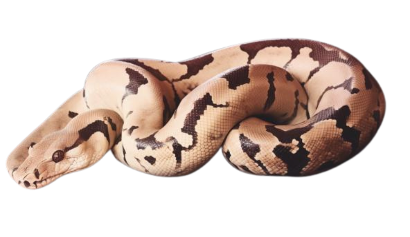 Home – Franken Stein Creatures